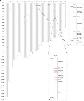 High-throughput prediction and characterization of antimicrobial peptides from multi-omics datasets of Chinese tubular cone snail (Conus betulinus)